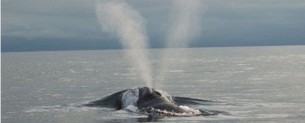 Two percent of all North Atlantic right whales have died in the last two months
