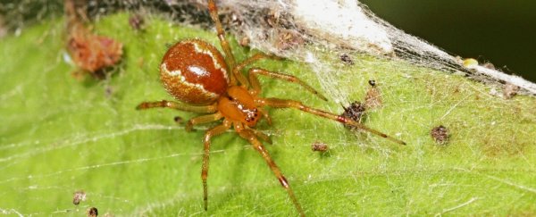 The effects of climate change might make spiders angry, according to new study