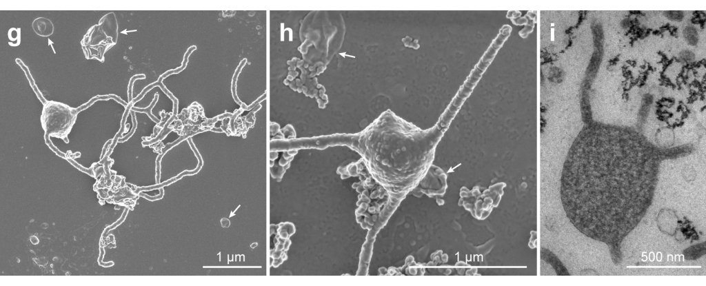 prometheoarchaeum_1024.jpg