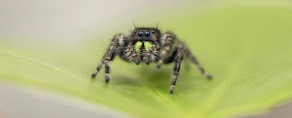 Baby jumping spiders are watching us, their eyesight is that good