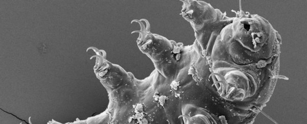 There could be a bunch of tardigrades alive on the Moon right now