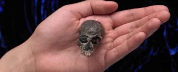 This tiny 20-million-year-old skull could improve our understanding of brain evolution
