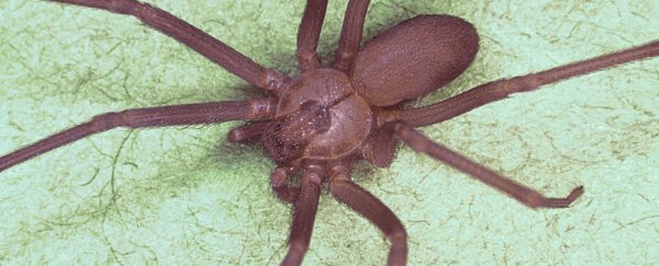 She thought she had water in her ear. It was a tiny venomous spider