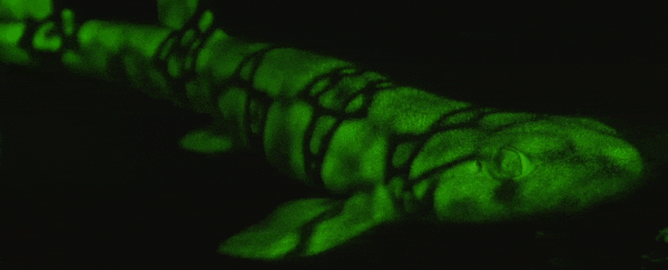 These sharks produce an eerie glow through a mechanism previously unknown to science