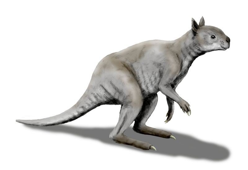 Artistic reconstruction of the extinct short-faced kangaroo. (N. Tamura)