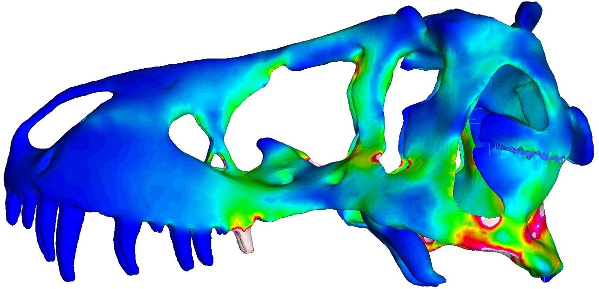 3D map of <em>T. rex</em> skull showing muscle activation. (Courtesy of Eric Stann/University of Missouri)