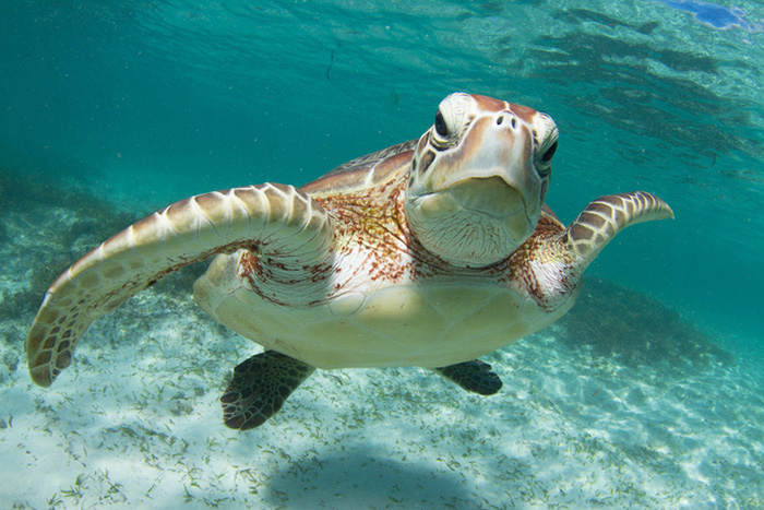 green sea turtle istock