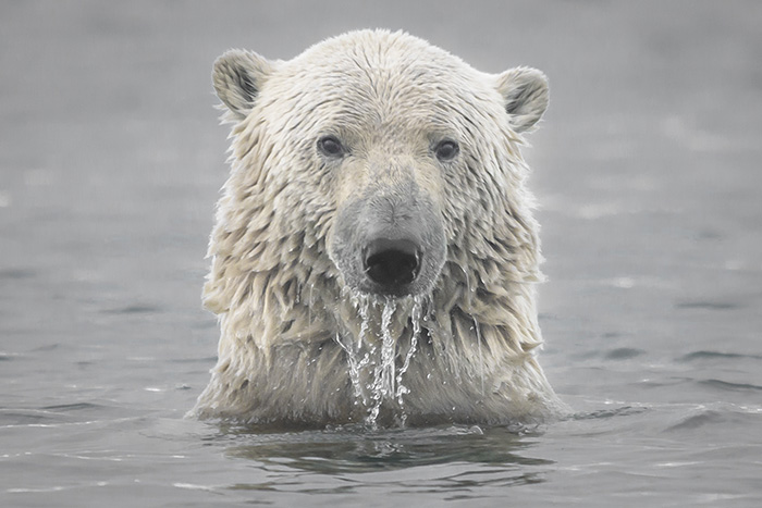 polar bear istock