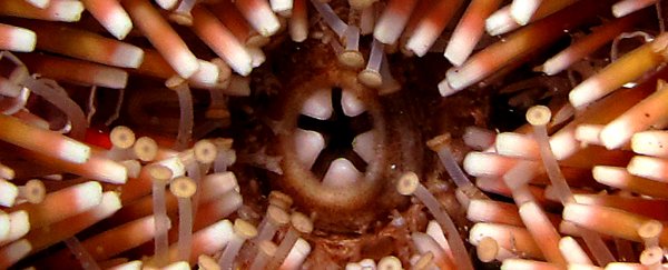 This creature hides a mouthful of teeth, and it likes to keep them nice and sharp