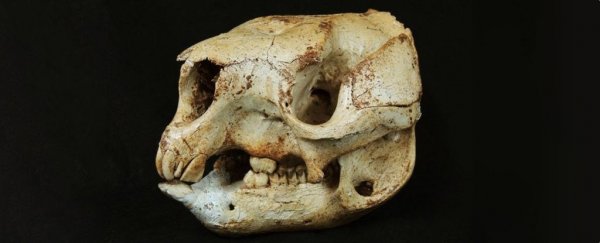 Massive kangaroo from the Ice Age had a unique link to the Giant Panda