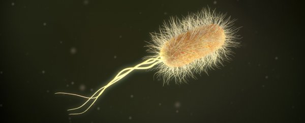 First direct evidence shows bacteria change shape inside humans to avoid antibiotics
