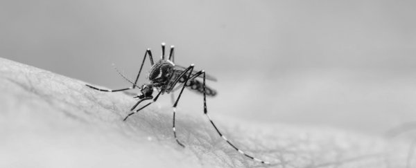 A trial that gene-hacked mosquitoes to stop breeding has backfired spectacularly