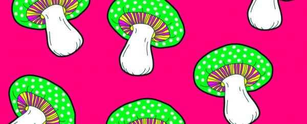 Scientists engineered a bacterium that poops out huge amounts of psilocybin