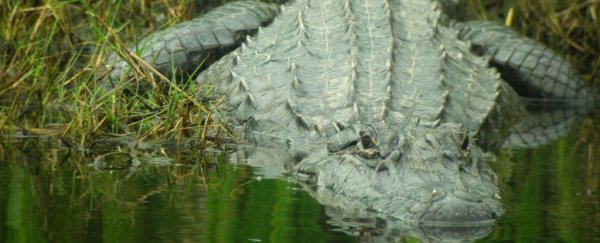 America's largest captive alligator has been found after going missing in floodwater