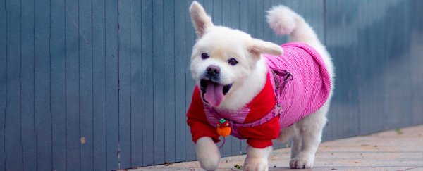 Study shows how humans have changed the structure of dog brains over centuries