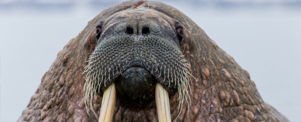 Walruses have attacked and sunk a Russian navy boat in the Arctic