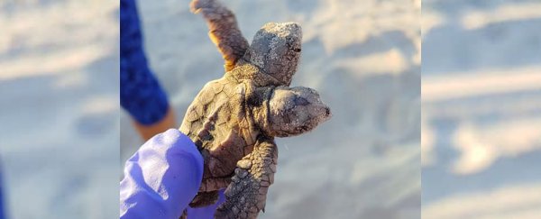 Conservationists find a precious two-headed turtle on a South Carolina beach