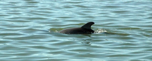 Antibiotic resistance is surging in dolphins now and that's a very bad sign