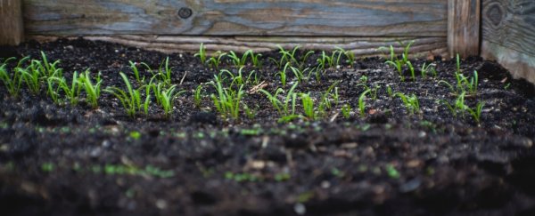 19-year study shows we've been undervaluing how much compost can boost carbon capture