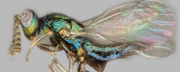 The creepy 'crypt-keeper' wasp has a terrifyingly gruesome survival technique