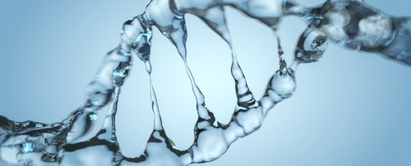 New experiment finds evidence of how an overlooked force can unravel DNA