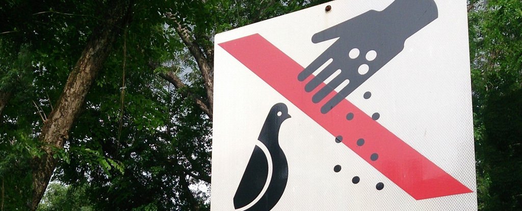 Hey, that pigeon only looks innocent. 