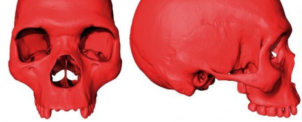 This skull is not real and never existed. But it could be your ancestor all the same