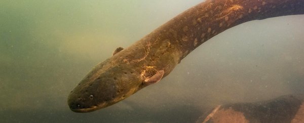 Newly discovered species of electric eel delivers the most powerful shock yet