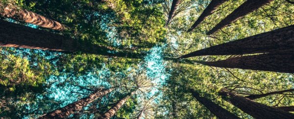 More than half the trees endemic to Europe have a major problem we only just noticed