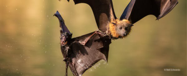 These incredible finalists for nature photo of the year need to be seen to be believed