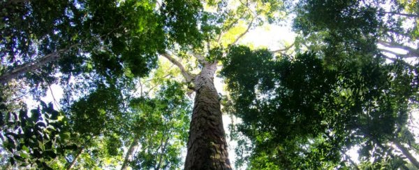 The Amazon's tallest trees are growing 50% bigger, and scientists don't know how
