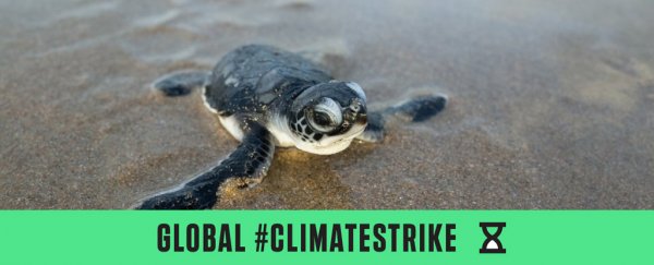 These are the sad faces of animals already impacted by the climate crisis