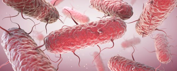 A man's gut bacteria was making him 'drunk' in extremely rare medical case
