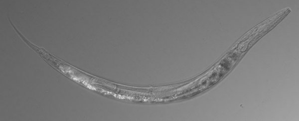 A worm with three sexes has been discovered thriving in a nearly lifeless lake