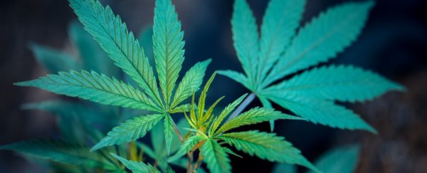 Australia's capital just legalised recreational marijuana in defiance of federal laws