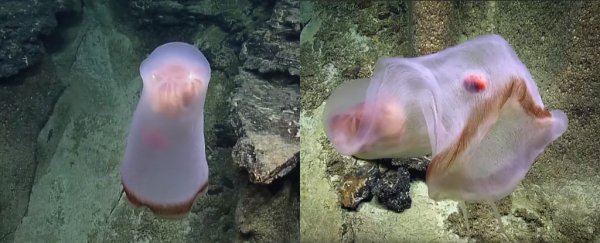 Ghostly deep-sea creature morphs on video as scientists have a cute freakout