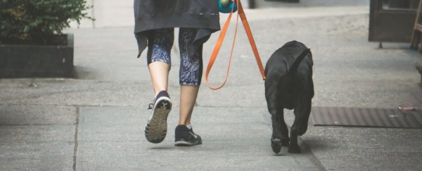 Dozens of dogs are suddenly dying in Norway and officials are baffled by the cause