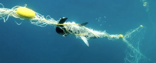 There's a problem with shark nets and baits, and it's time to look at the evidence