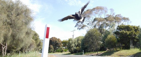 'Very aggressive' swooping magpie causes deadly cyclist crash in Australia