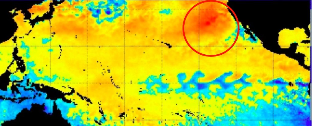 Gigantic Heat Anomaly Brewing in The Pacific Threatens a Return of 'The Blob' - ScienceAlert