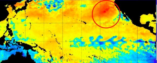 Gigantic Heat Anomaly Brewing in The Pacific Threatens a Return of 'The Blob'