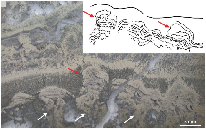 stromatolites