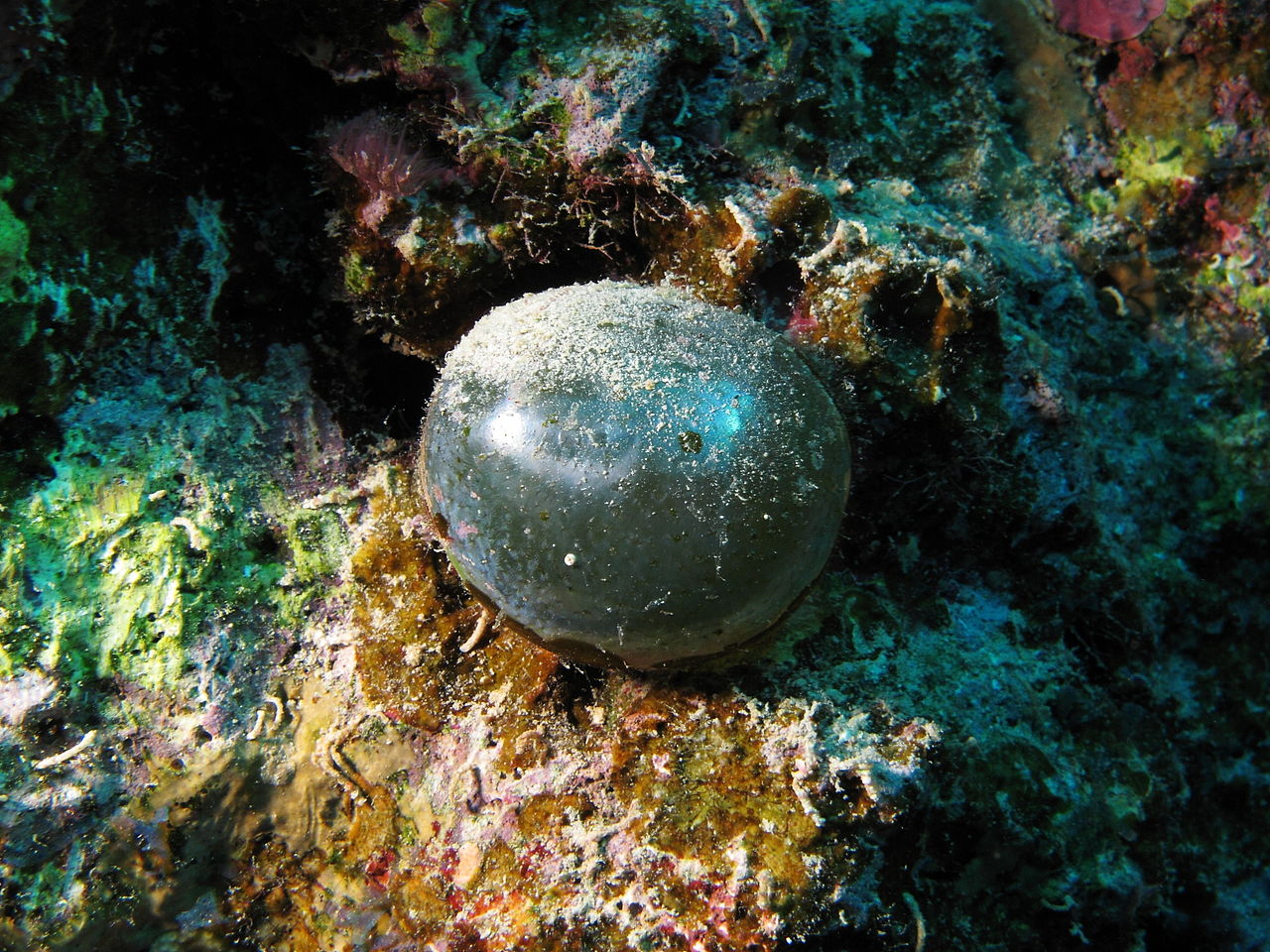 1280px Valonia ventricosa in the Red Sea