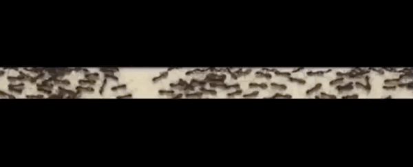 Here's why ants are practically immune to traffic jams, even on crowded roads