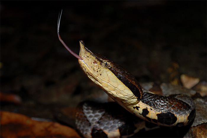 chinese five step snake