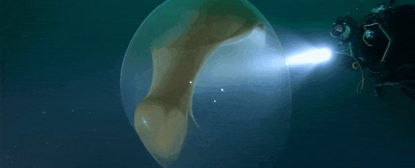 This mesmerising underwater blob is actually a huge, rare mass of squid eggs
