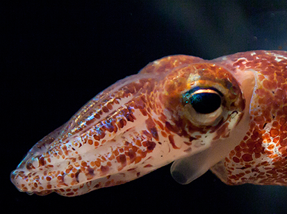 Squid eyes evolved independently from ours. (PLoS Biology)