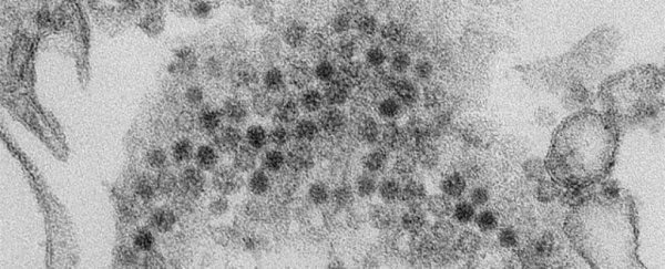 Strange new virus could represent 'entirely new system of viral evolution'