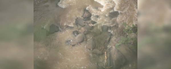 Six elephants drown after plunging into waterfall in tragic accident