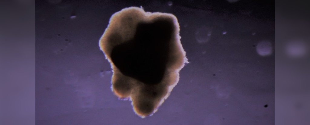 Bio-printed meat tissue from bovine cells. 